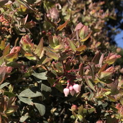 Arctostaphylos pajaroensis