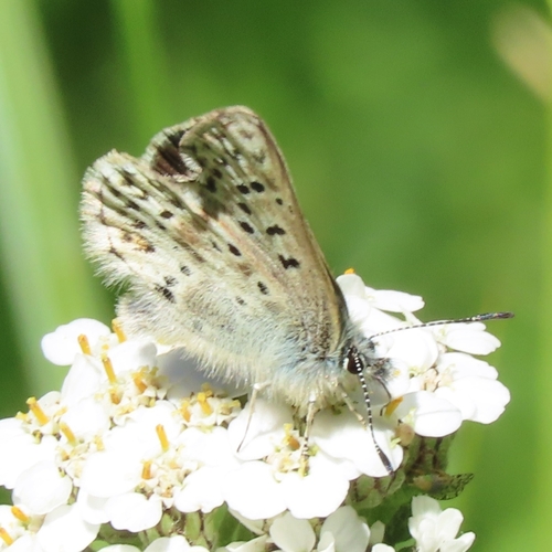 iNaturalist observation photo of Sierra Blue