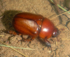 Hyphoryctes maculatus