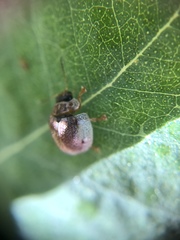 Paropsisterna m-fuscum