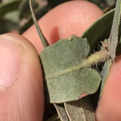 Arctostaphylos pajaroensis