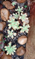 Sedum pachyphyllum