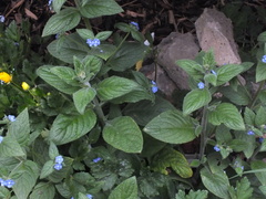 Pentaglottis sempervirens