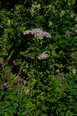Valeriana officinalis sambucifolia