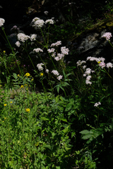 Valeriana officinalis sambucifolia