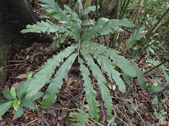 Alpinia intermedia