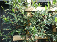 Billardiera longiflora