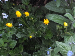 Ranunculus repens