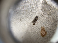 Mompha raschkiella