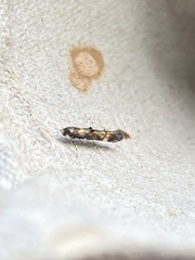 Mompha raschkiella