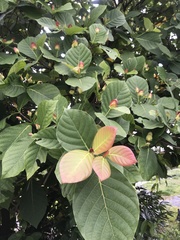 Neonauclea reticulata