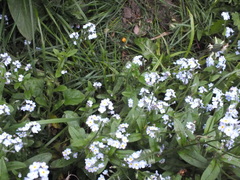 Myosotis scorpioides