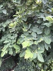 Dendrolobium umbellatum