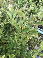 Syzygium acuminatissimum