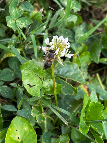 Image of Apis mellifera by (c) Chris Stahl, some rights reserved (CC BY)