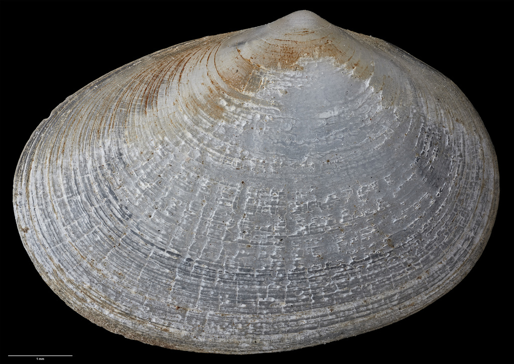 Mysella larochei