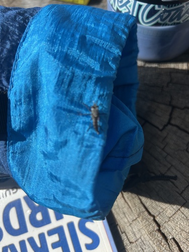 iNaturalist observation photo of Cyrtopogon
