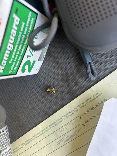 iNaturalist observation photo of Bees
