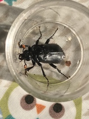 Nicrophorus humator