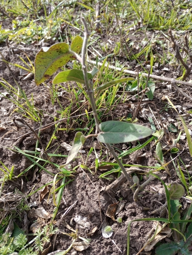 Oxypetalum solanoides, photograph 1