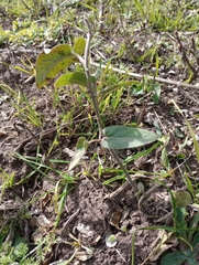 Oxypetalum solanoides