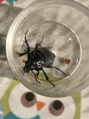 Nicrophorus humator
