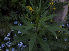 Chamaenerion angustifolium