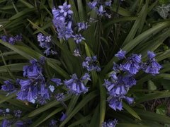 Hyacinthoides hispanica