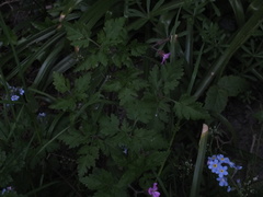 Geranium robertianum