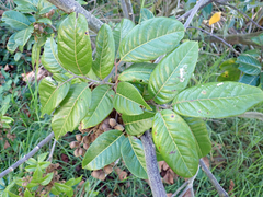 Alectryon excelsus grandis