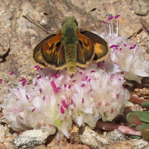 iNaturalist observation photo of Sandhill Skipper