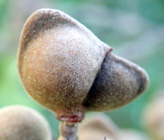 Alectryon excelsus grandis