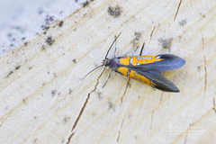 Schiffermuelleria schaefferella