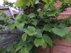 Corylus avellana