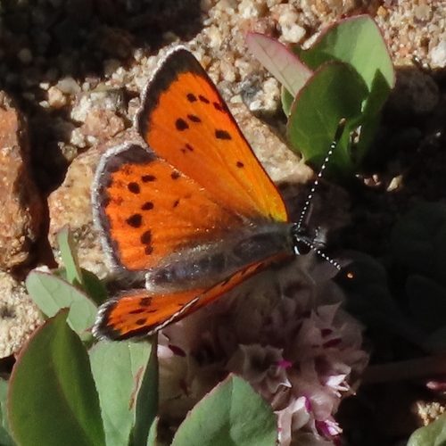 iNaturalist observation photo of Lustrous Copper