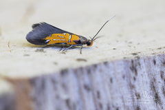 Schiffermuelleria schaefferella