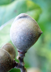 Alectryon excelsus grandis