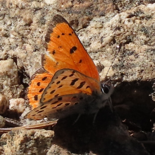 iNaturalist observation photo of Lustrous Copper