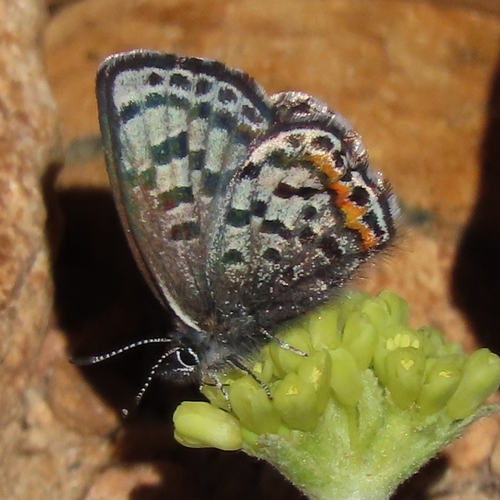 iNaturalist observation photo of Euphilotes battoides