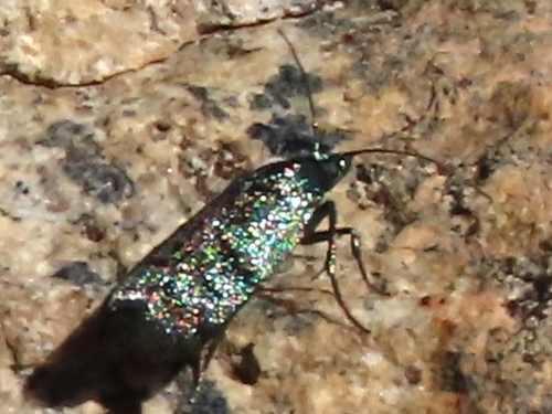 iNaturalist observation photo of Butterflies and Moths
