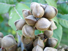 Alectryon excelsus grandis