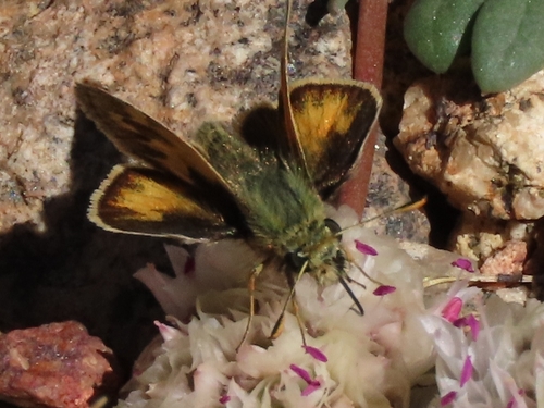 iNaturalist observation photo of Sandhill Skipper