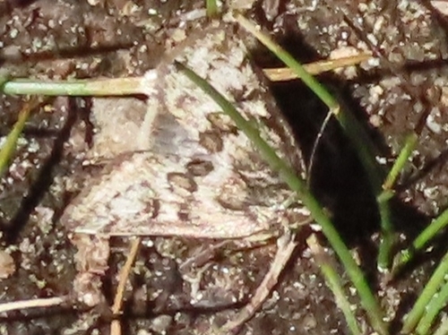 iNaturalist observation photo of Cutworms and Dart Moths