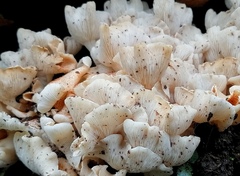 Ripartitella brasiliensis