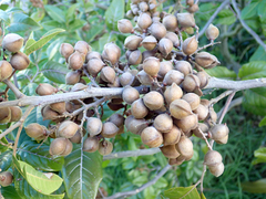 Alectryon excelsus grandis