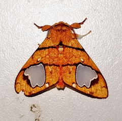 Zatrephes trailii
