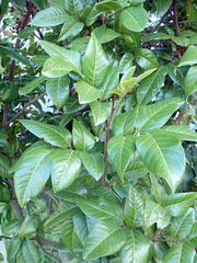 Alectryon excelsus grandis