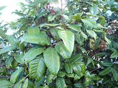 Alectryon excelsus grandis