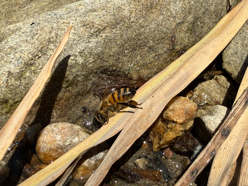 Image of Apis mellifera by (c) Jared Lincenberg, some rights reserved (CC BY)