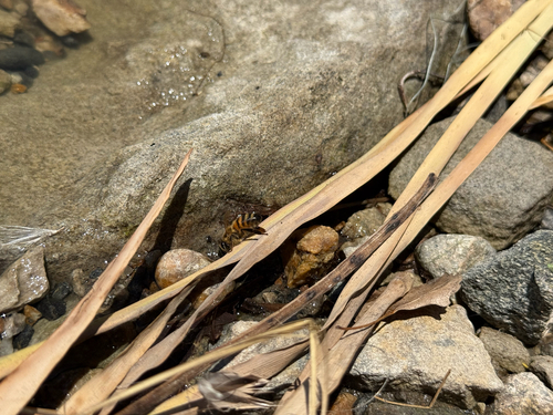 Image of Apis mellifera by (c) Jared Lincenberg, some rights reserved (CC BY)